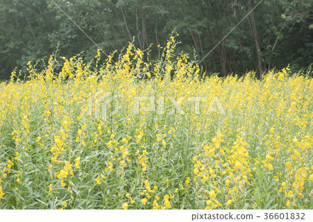 flower and leaf on blurred yellow background flower and leaf on blurred yellow background 36601832
