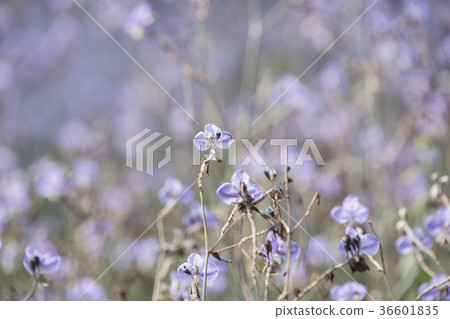 Purple flowers field, soft blur background Purple flowers field, soft blur background 36601835