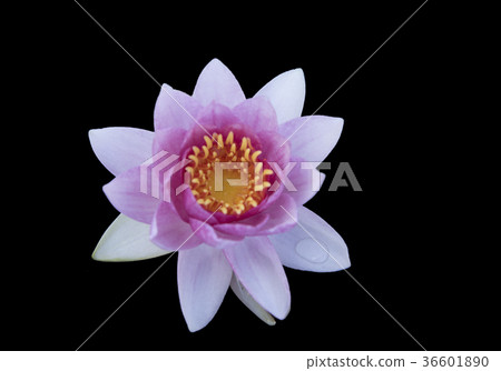 Lotus black background Lotus black background 36601890