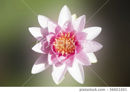 Lotus flower or blossom buds blossoming on the pon Lotus flower or blossom buds blossoming on the pon 36601891