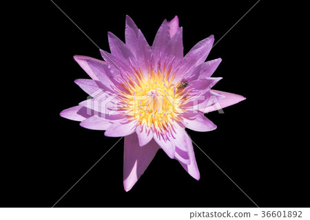 Lotus black background Lotus black background 36601892