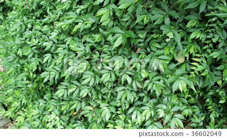 綠葉 綠葉牆 植物 綠葉 綠葉牆 植物 36602049