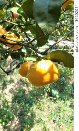 橘子 水果 植物 茂谷柑 食物 柑橘 36602054