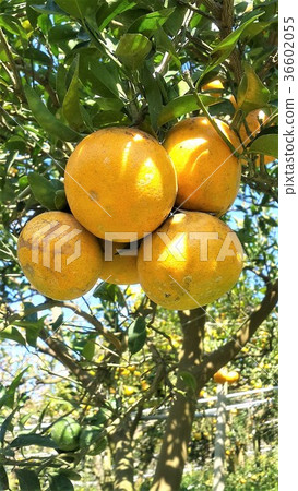 橘子 水果 植物 茂谷柑 食物 柑橘 36602055