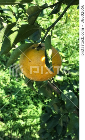 橘子 水果 植物 茂谷柑 食物 柑橘 36602056