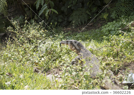 Komodo Dragon, the largest lizard in the world 36602226