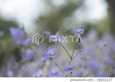 flowers in the pastel color flowers in the pastel color 36602227