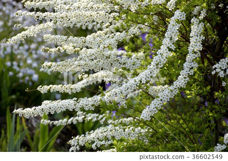 Full bloom of snow and eel Pure white snow and eel Full bloom of snow and eel Pure white snow and eel 36602549
