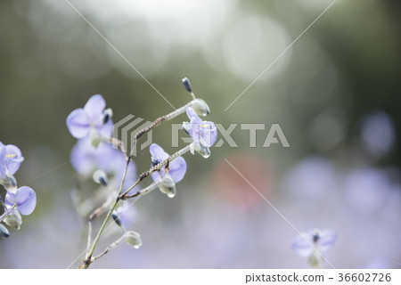 flowers in the pastel color 36602726