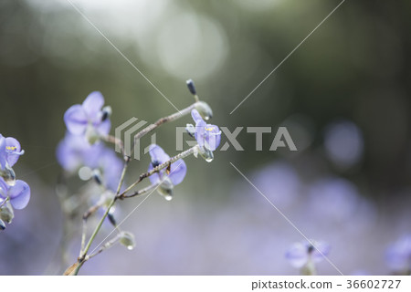 flowers in the pastel color flowers in the pastel color 36602727