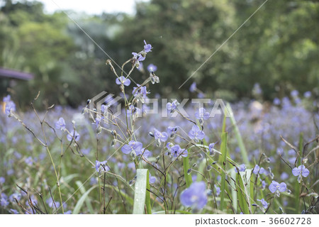 Purple flowers field, soft blur background Purple flowers field, soft blur background 36602728