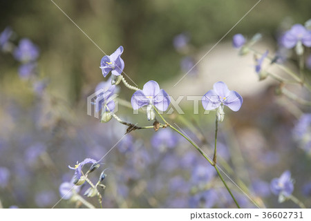 flowers in the pastel color 36602731