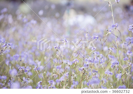 Purple flowers field, soft blur background Purple flowers field, soft blur background 36602732
