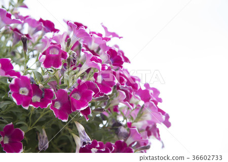 Colorful flowers on a white background. Colorful flowers on a white background. 36602733