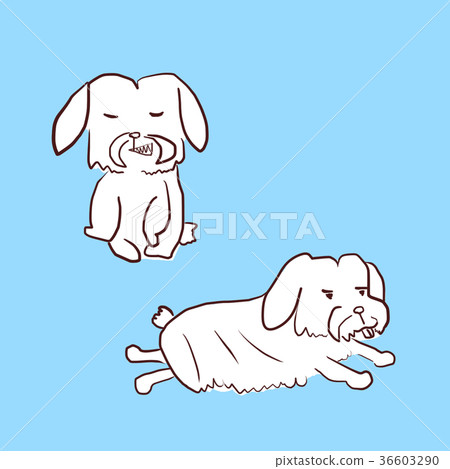 Maltese dog Maltese dog 36603290