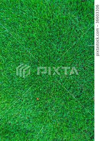Green meadow grass background Green meadow grass background 36603306