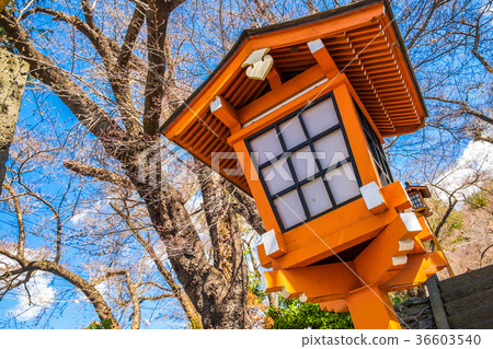 Red pole in path way to Chureito pagoda fuji Red pole in path way to Chureito pagoda fuji 36603540