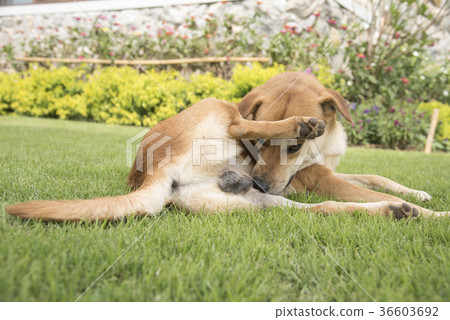 dog on the background of the wallpaper concept dog on the background of the wallpaper concept 36603692
