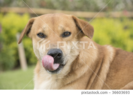 Brown dog in the lawn Brown dog in the lawn 36603693