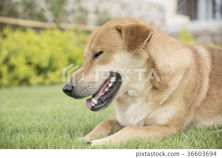 dog on the background of the wallpaper concept 36603694
