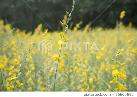 flower and leaf on blurred yellow background flower and leaf on blurred yellow background 36603695