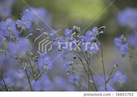 flowers in the pastel color flowers in the pastel color 36603702