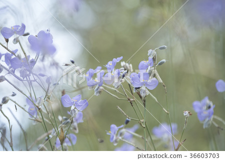 flowers in the pastel color flowers in the pastel color 36603703