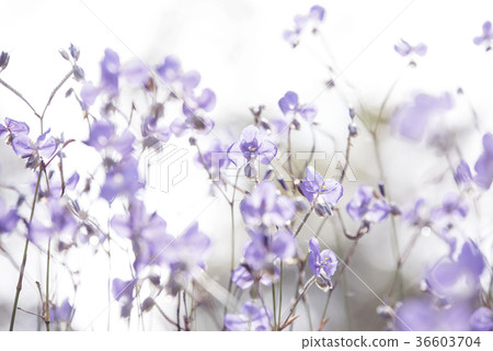 Purple flower field in white background. Purple flower field in white background. 36603704