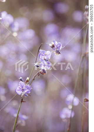 flowers in the pastel color flowers in the pastel color 36603705