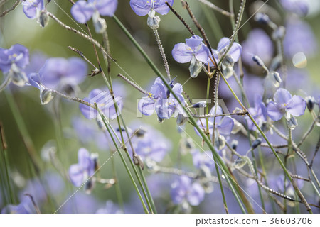 flowers in the pastel color flowers in the pastel color 36603706