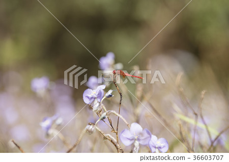 Dragonfly, natural background Dragonfly, natural background 36603707