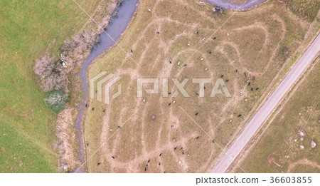 Farming field in Tasmania, Australia 36603855