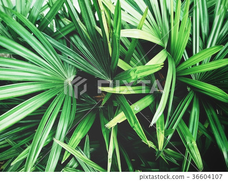 Palms leaves 36604107