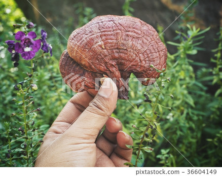 Ganoderma Lucidum - Ling Zhi Mushroom 36604149