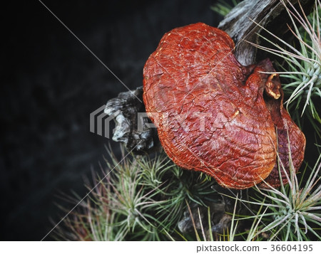 Ganoderma Lucidum - Ling Zhi Mushroom 36604195