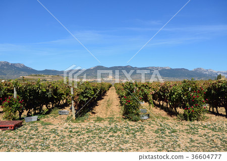 Spain Bilbao Winery Spain Bilbao Winery 36604777