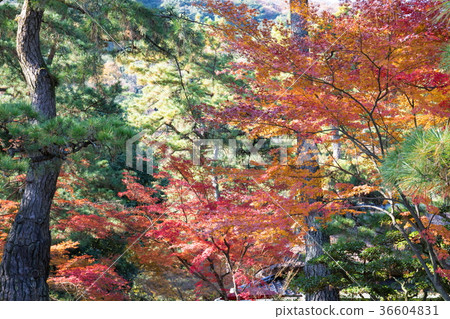 Kuribayashi Park Autumn leaves and pine Kuribayashi Park Autumn leaves and pine 36604831