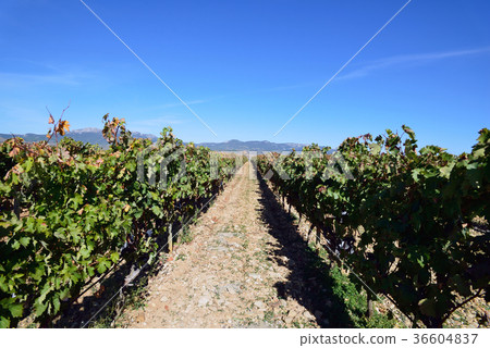 Spain Bilbao Winery Spain Bilbao Winery 36604837