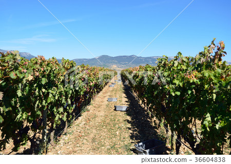 Spain Bilbao Winery Spain Bilbao Winery 36604838