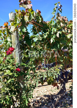 Spain Bilbao Winery Spain Bilbao Winery 36604840