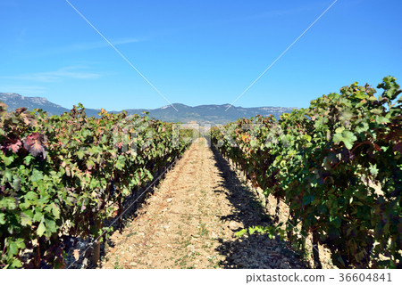 Spain Bilbao Winery Spain Bilbao Winery 36604841