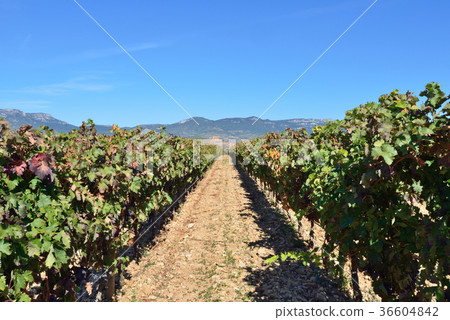 Spain Bilbao Winery 36604842