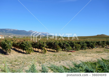 Spain Bilbao Winery Spain Bilbao Winery 36604849