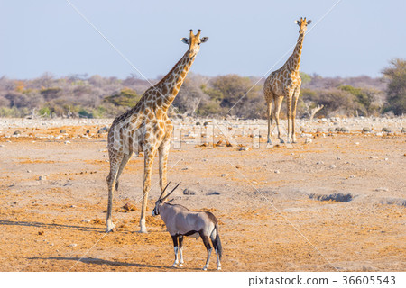Giraffe walking in the bush 36605543