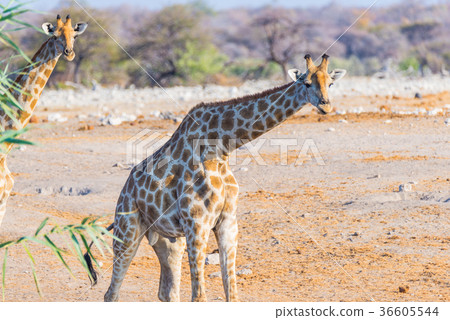 Giraffe walking in the bush 36605544