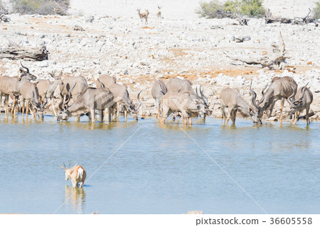 Herd of Kudu Herd of Kudu 36605558