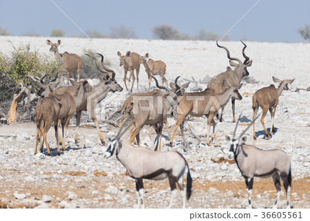 Herd of Kudu 36605561