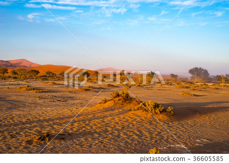 Sand dunes in the Namib desert at dawn 36605585