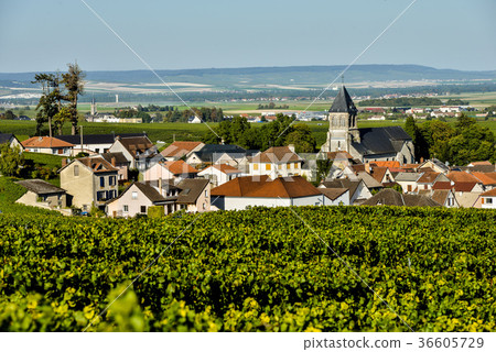 Champagne vineyards Mancy in Marne department Champagne vineyards Mancy in Marne department 36605729