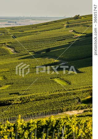 Champagne vineyards Cuis in Marne department Champagne vineyards Cuis in Marne department 36605747